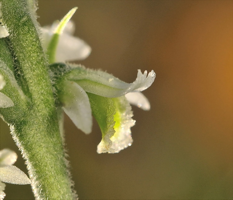 Spiranthes spiralis